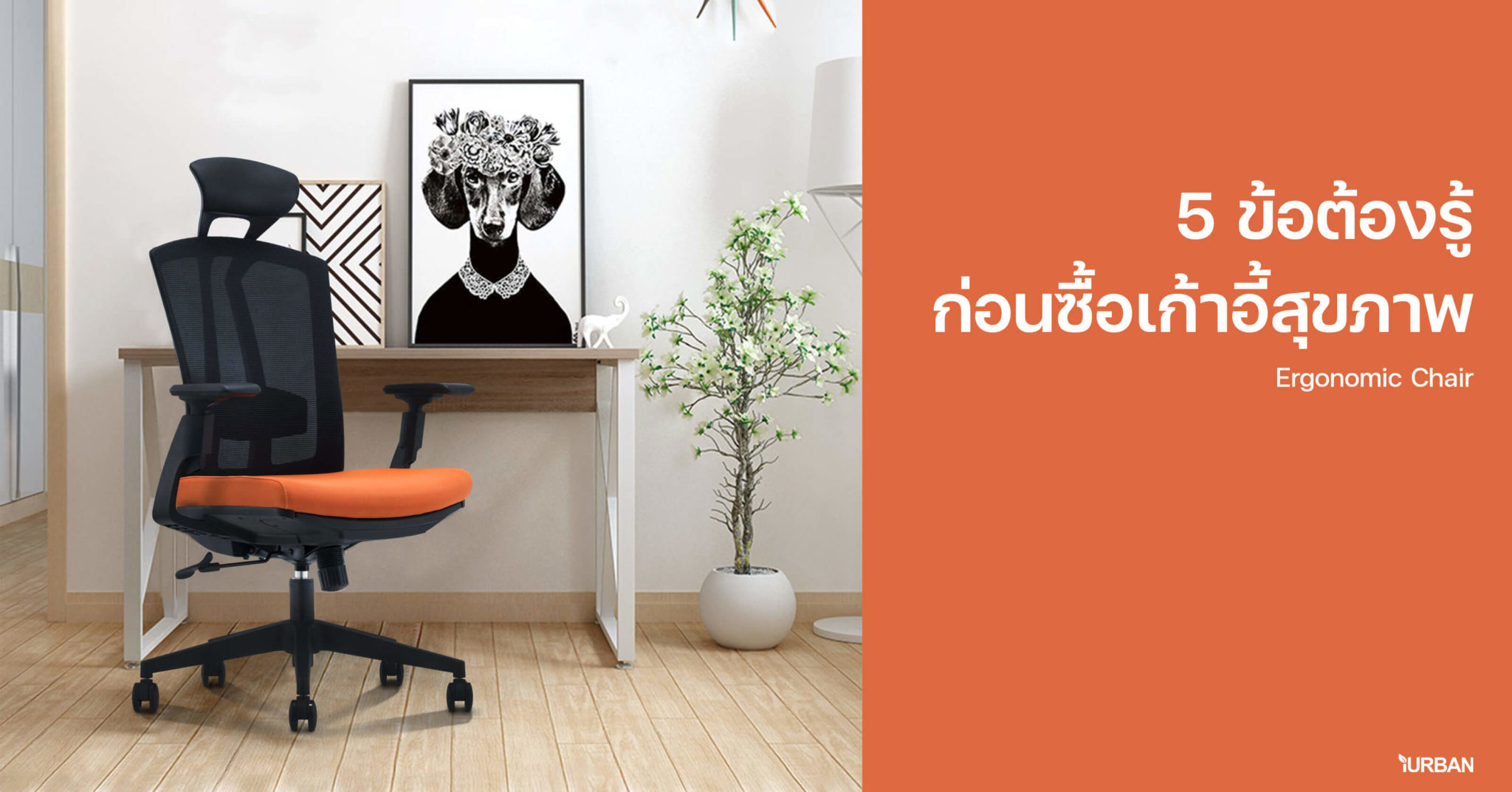 5 ข้อต้องรู้ก่อนซื้อเก้าอี้สุขภาพ Ergonomic Chair เลือกให้ดี เลือกให้ปัง ร่างไม่พังแน่นอน