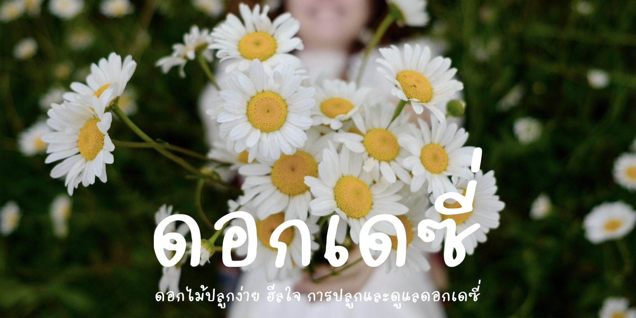ดอกเดซี่ ดอกไม้ปลูกง่าย ฮีลใจ สัญลักษณ์ของความไร้เดียงสา ความรักบริสุทธิ์ การปลูกและดูแลดอกเดซี่